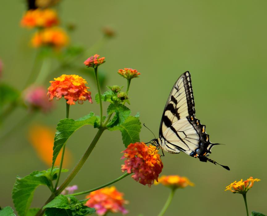 Bienenfreundlicher Garten mit Blumen und Gemüse